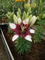 [5034 TinyPadhye No01.JPG]